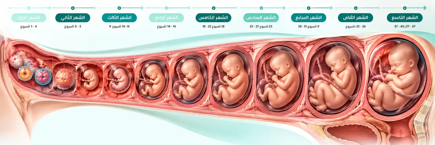 مخطط توضيحي لمراحل تطور نمو الجنين في الرحم من الشهر الأول حتى الشهر التاسع بالأسابيع